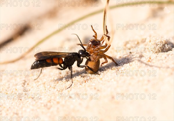 Black-banded spider wasp (Anoplius viaticus) with captured Wolf spider (Lycosidae)