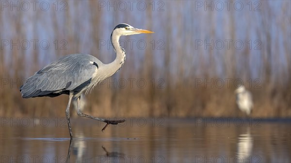 Grey heron or (Ardea cinerea) in the plumage dress