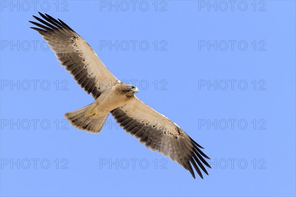 Booted Eagle (Hieraaetus pennatus)