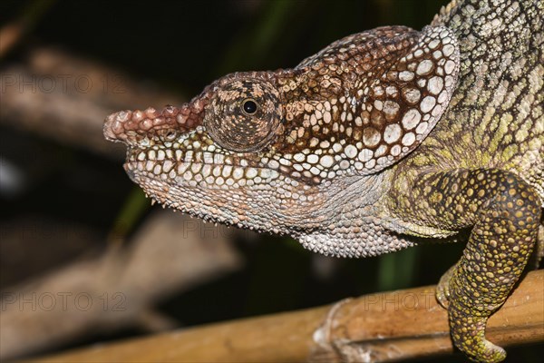 Short-horned chameleon (Calumma brevicorne)