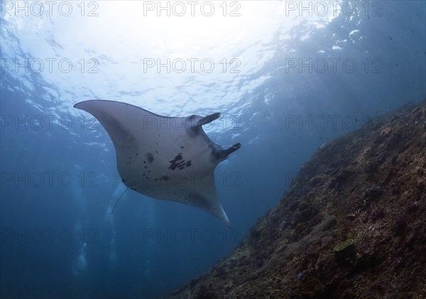 Reef Manta Ray (Mobula alfredi)