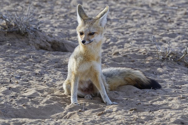 Cape fox (Vulpes chama)