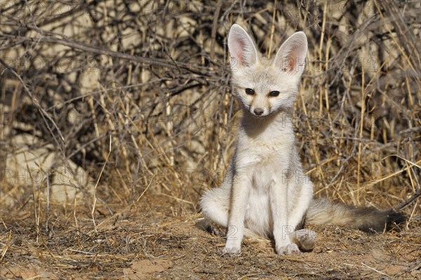 Cape fox (Vulpes chama)