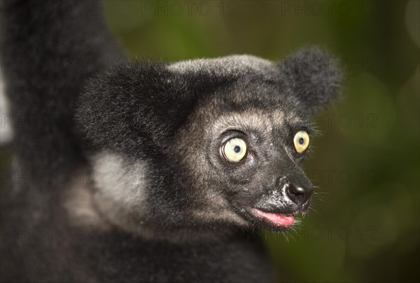 Indri (Indri indri)