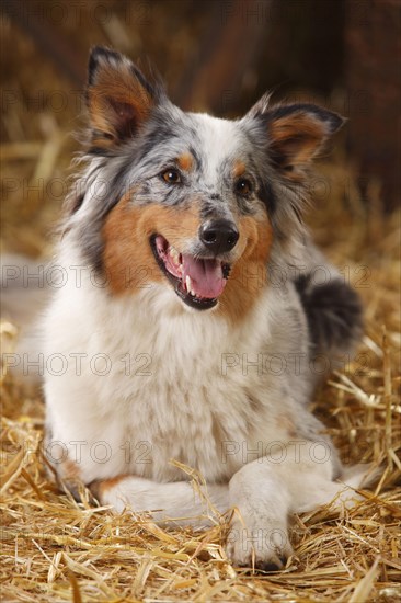 Australian Shepherd