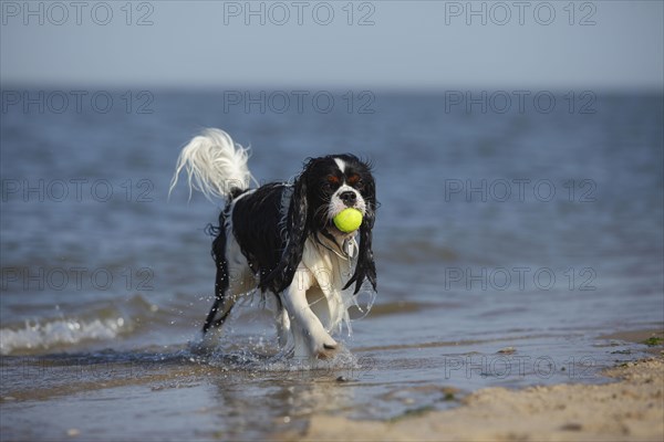 Cavalier King Charles Spaniel