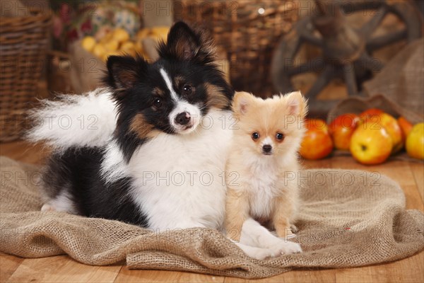 Two mixed-breed dogs