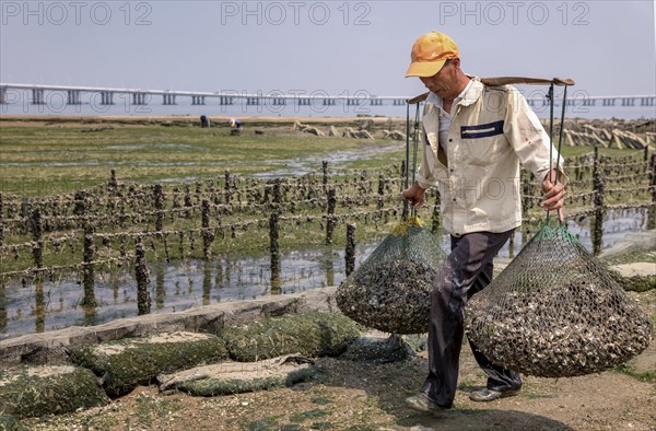 Oyster farmer collecting oysters at low tide