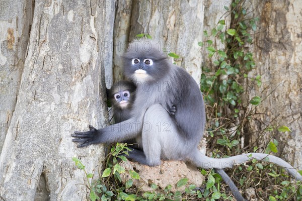 Dusky leaf monkey (Trachypithecus obscurus) with baby