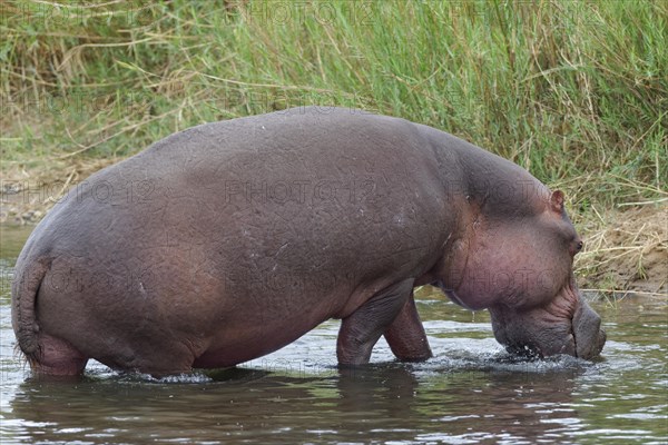 Hippopotamus (Hippopotamus amphibius) going out of the water of the Olifants River