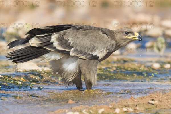 Steppe Eagle (Aquila nipalensis orientalis)