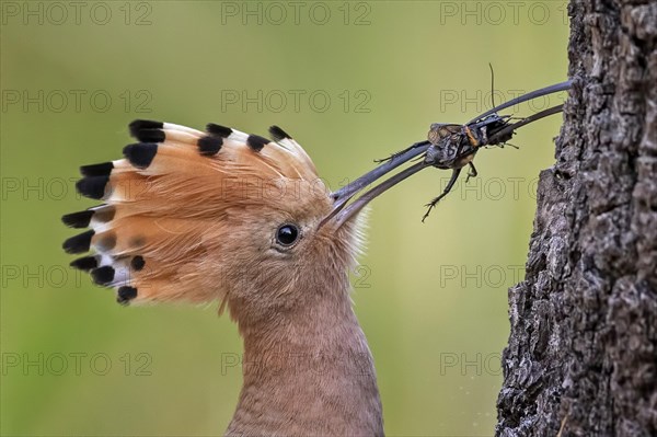 Hoopoe (Upupa epops)