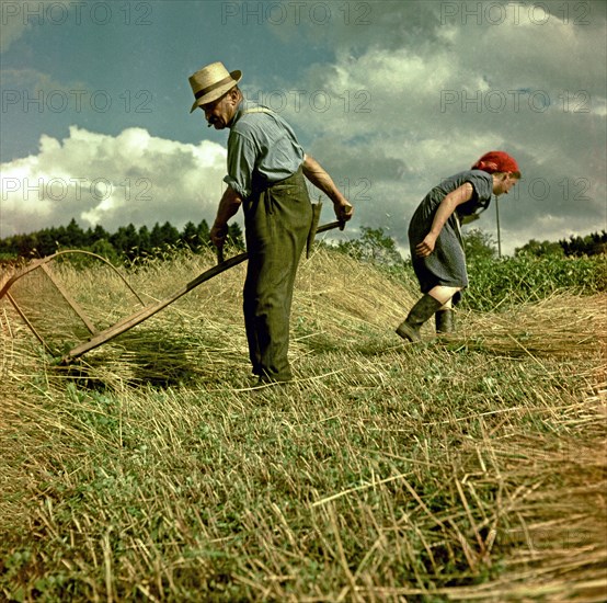 Man mowing grain with a scythe