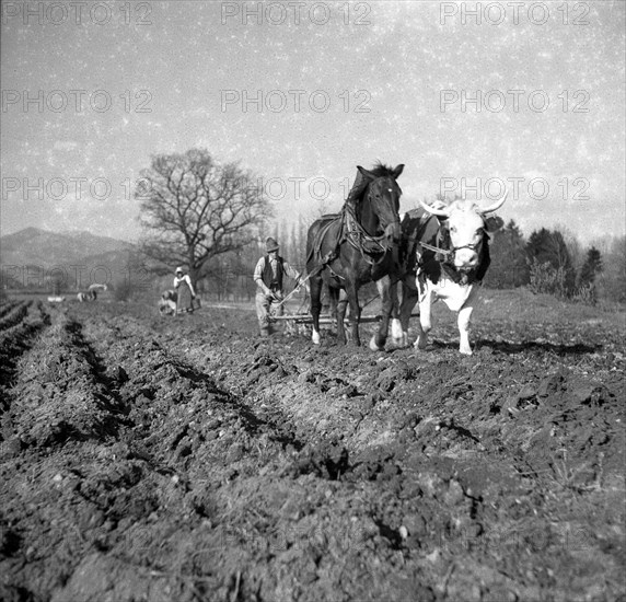 Man ploughs field with a wagon with strained horse and cow