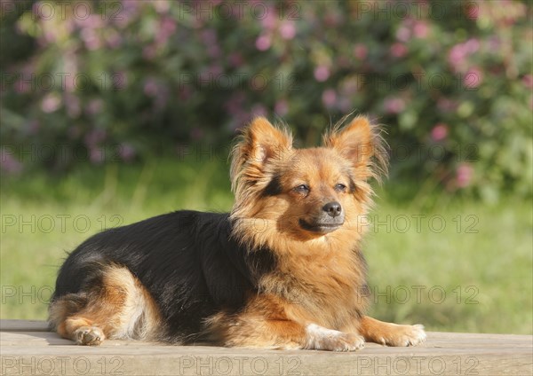 Papillon Yorkshire Mongrel