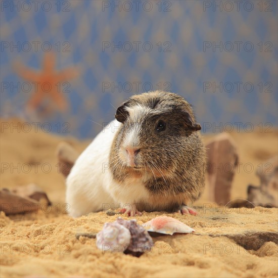 English Crested Guinea Pig