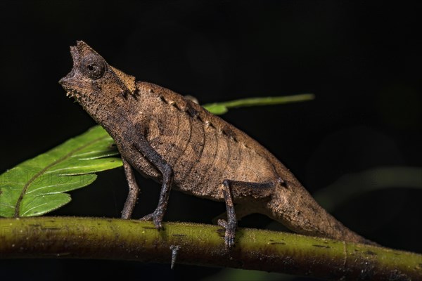 Earth chameleon (Brookesia superciliaris)