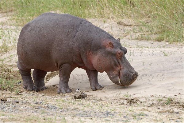 Hippopotamus (Hippopotamus amphibius) at the riverbanks of Olifants River