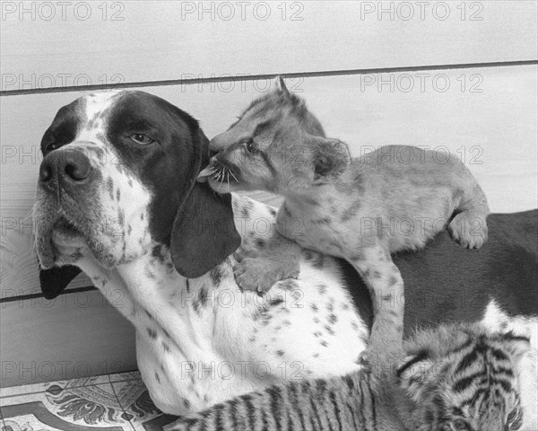 Little lion cuddles with dog