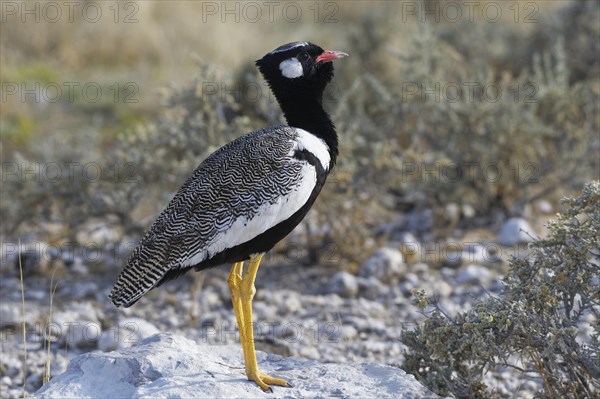 Northern black korhaan (Afrotis afraoides)