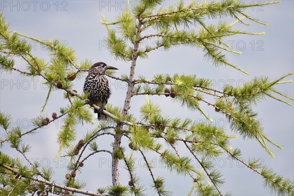 Spotted nutcracker (Nucifraga caryocatactes) sits in tree