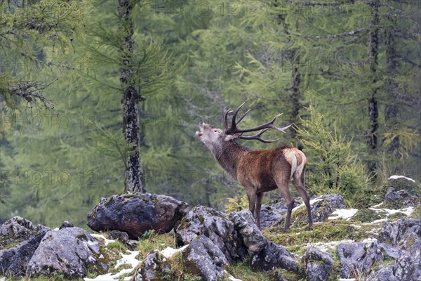 Deer roaring during rutting season