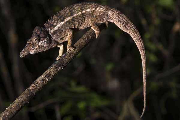 Male rhino chameleon (Furcifer rhinoceratus) on branch