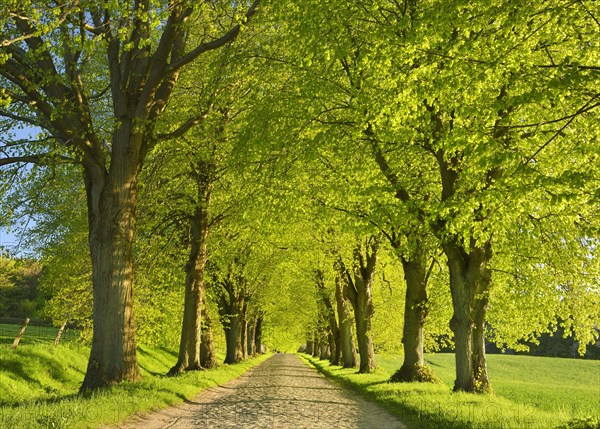 Linden tree avenue in spring