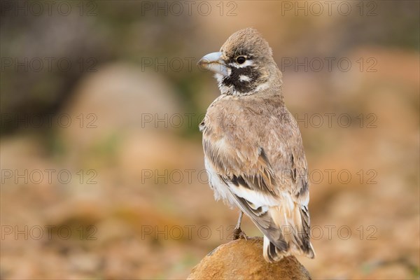 Thick-billed Lark (Ramphocoris clotbey)