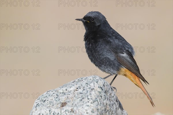 Black Redstart (Phoenicurus ochruros gibraltariensis)