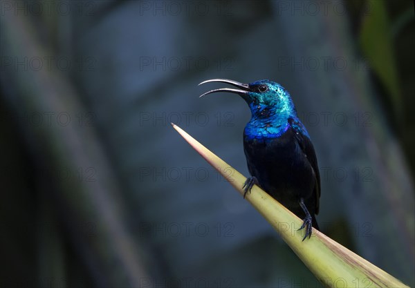 Sunbird (Nectariniidae)