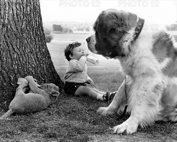 Boy and baby lion drink milk with St. Bernard