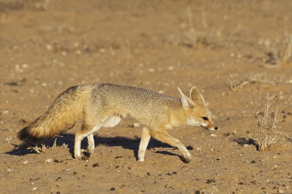 Cape fox (Vulpes chama)