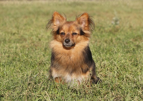 Papillon Yorkshire Mongrel