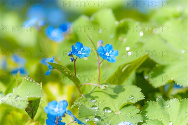 Creeping navelwort (Omphalodes verna) between sheets of Lady's mantle (Alchemilla) with dewdrops