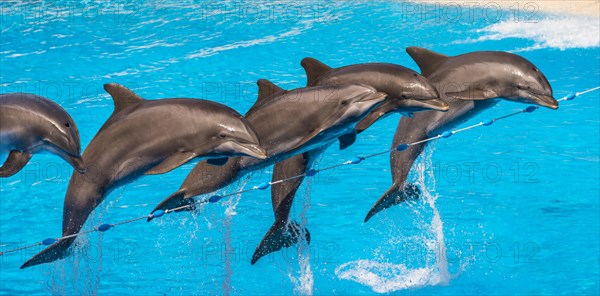 Bottlenose dolphins (Tursiops truncatus) jump out of the water