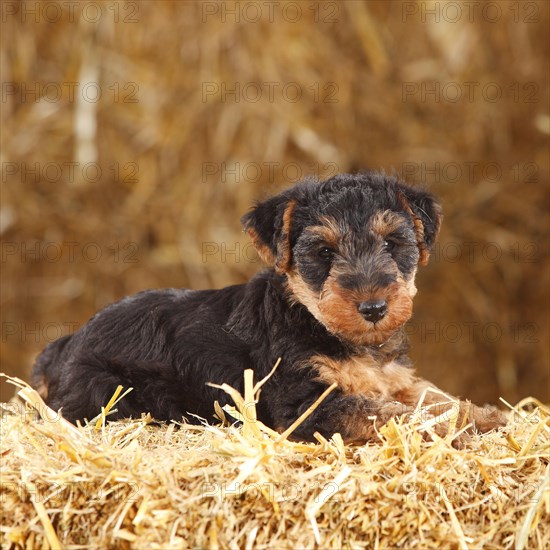 Welsh Terrier