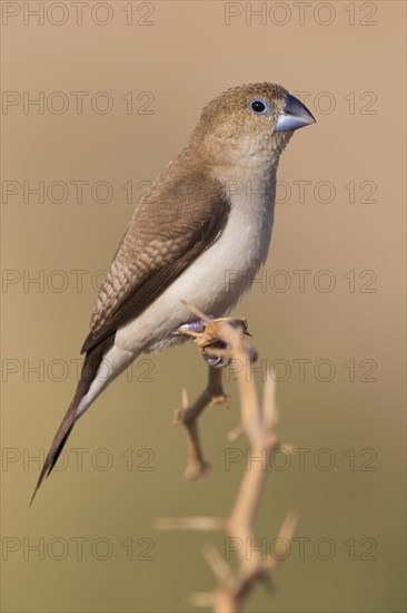 African Silverbill (Euodice cantans)