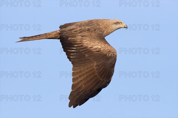 Black Kite (Milvus migrans)