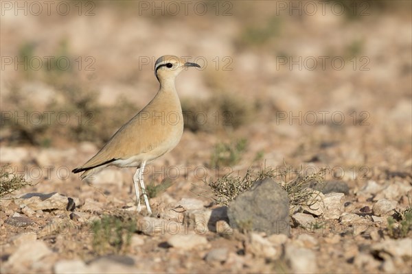 Cream-colored Courser (Cursorius cursor)