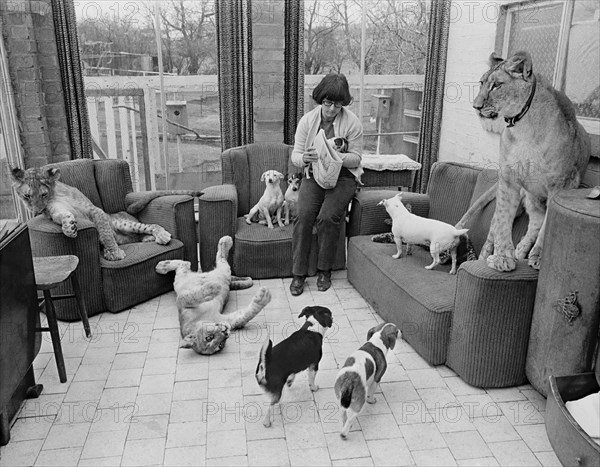 Dogs and lions in a woman's living room