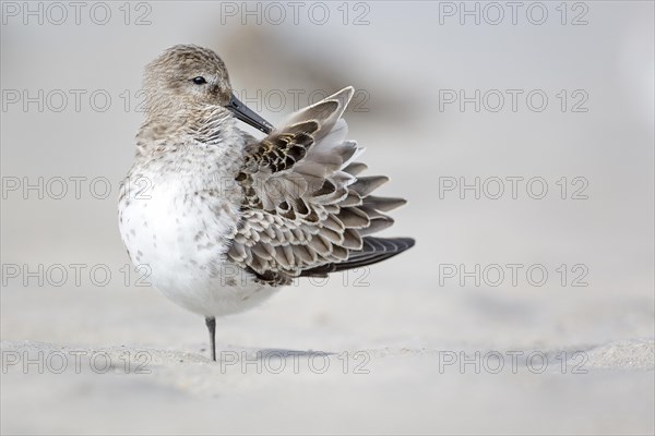 Dunlin (Calidris alpina) self-cleaning