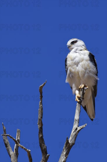 Black-winged kite (Elanus caeruleus) perched on top of a dead tree