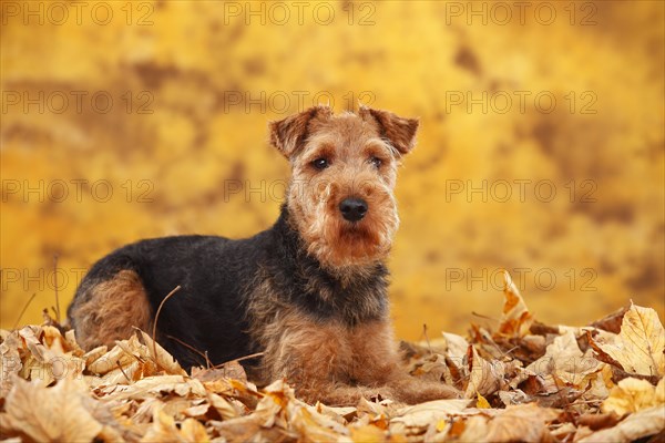 Welsh Terrier