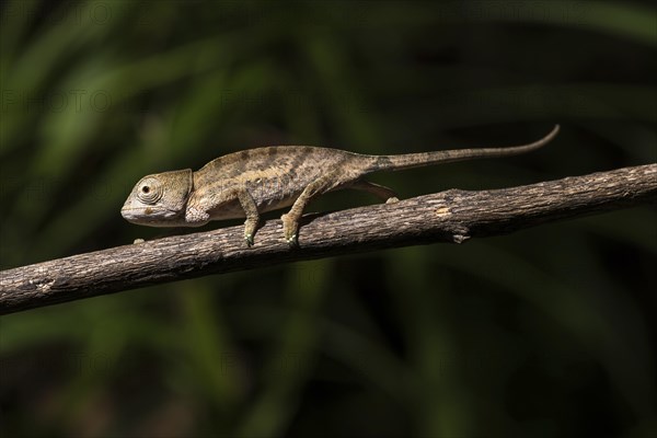 Globifer Chameleon (Calumma globiferum)