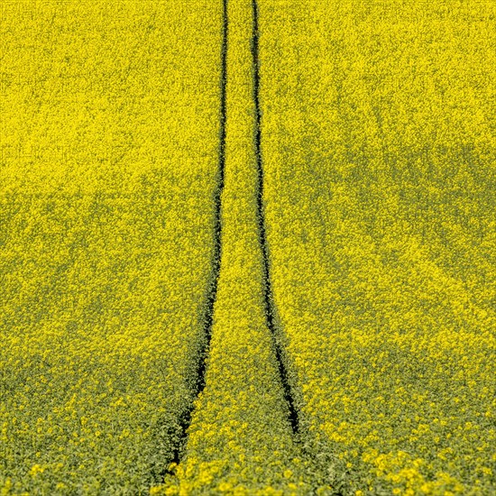 Tire tracks in the middle of a field of corn