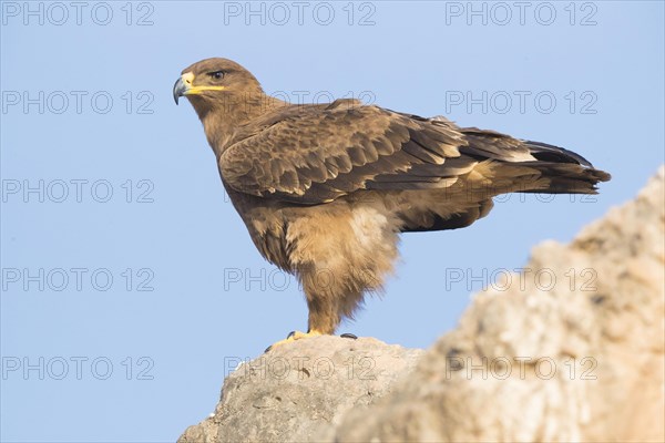 Steppe Eagle (Aquila nipalensis orientalis)