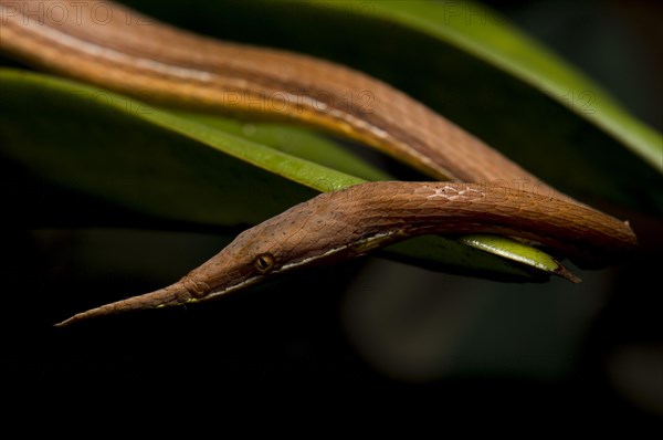 Madagascar leaf-nosed snake (Langaha madagascariensis)