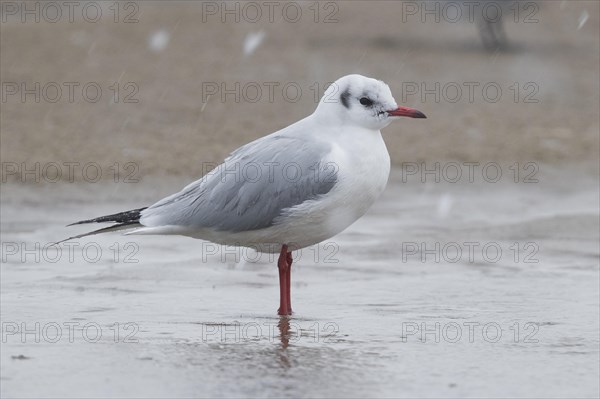 Black-headed Gull (Chroicocephalus ridibundus)