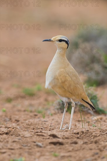 Cream-colored Courser (Cursorius cursor)